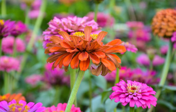 Zinnia