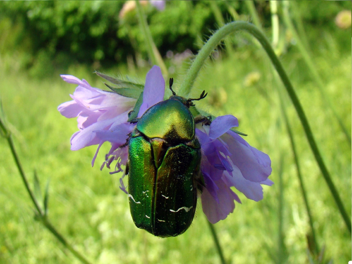 rosenkäfer.