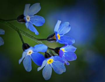 Little blues...