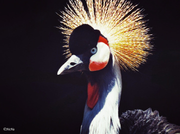 Gray Crowned Rane