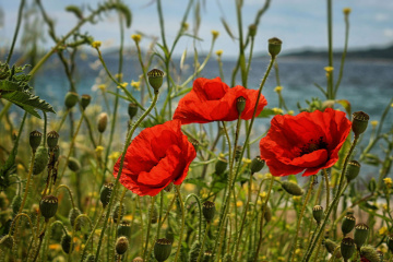 Scarlet poppies