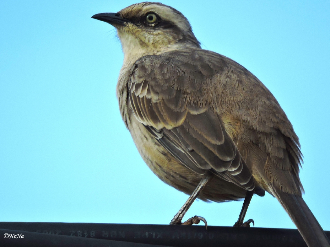 Mimus saturninus 