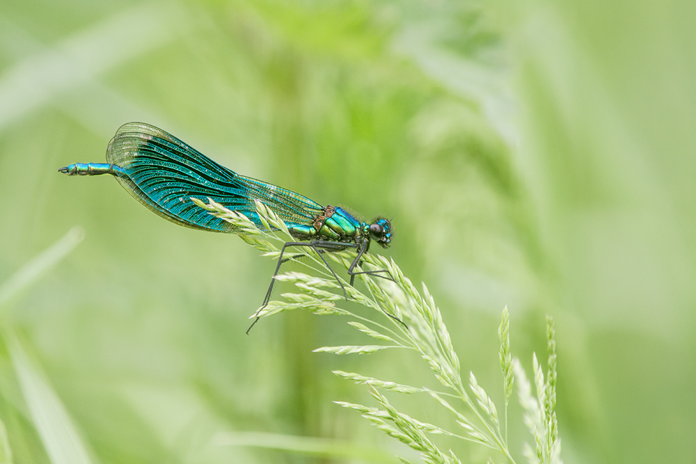 Prachtlibelle - Calopterygidae