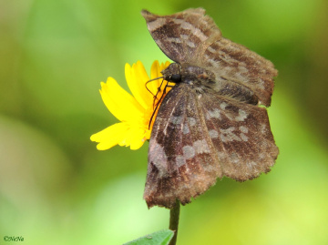 Little butterfly 