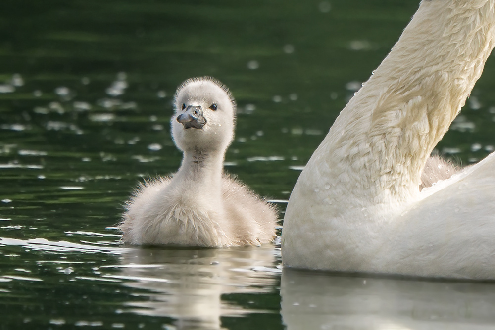 Little Swan