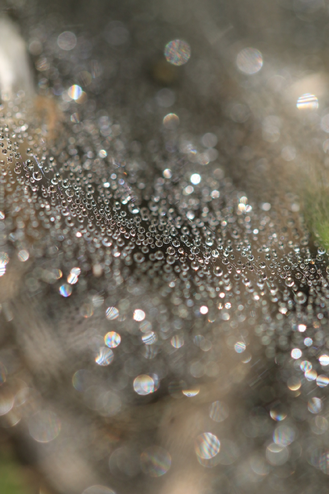 spider's net