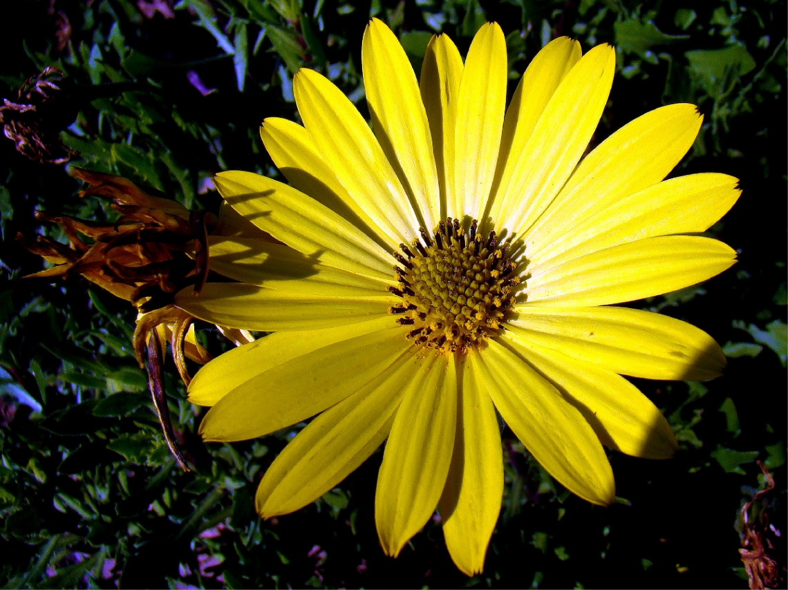 blüte..