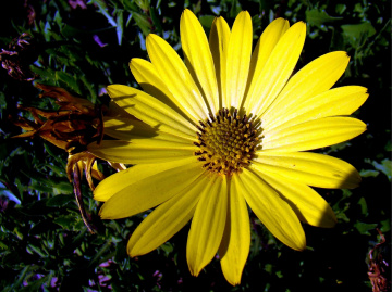 blüte..