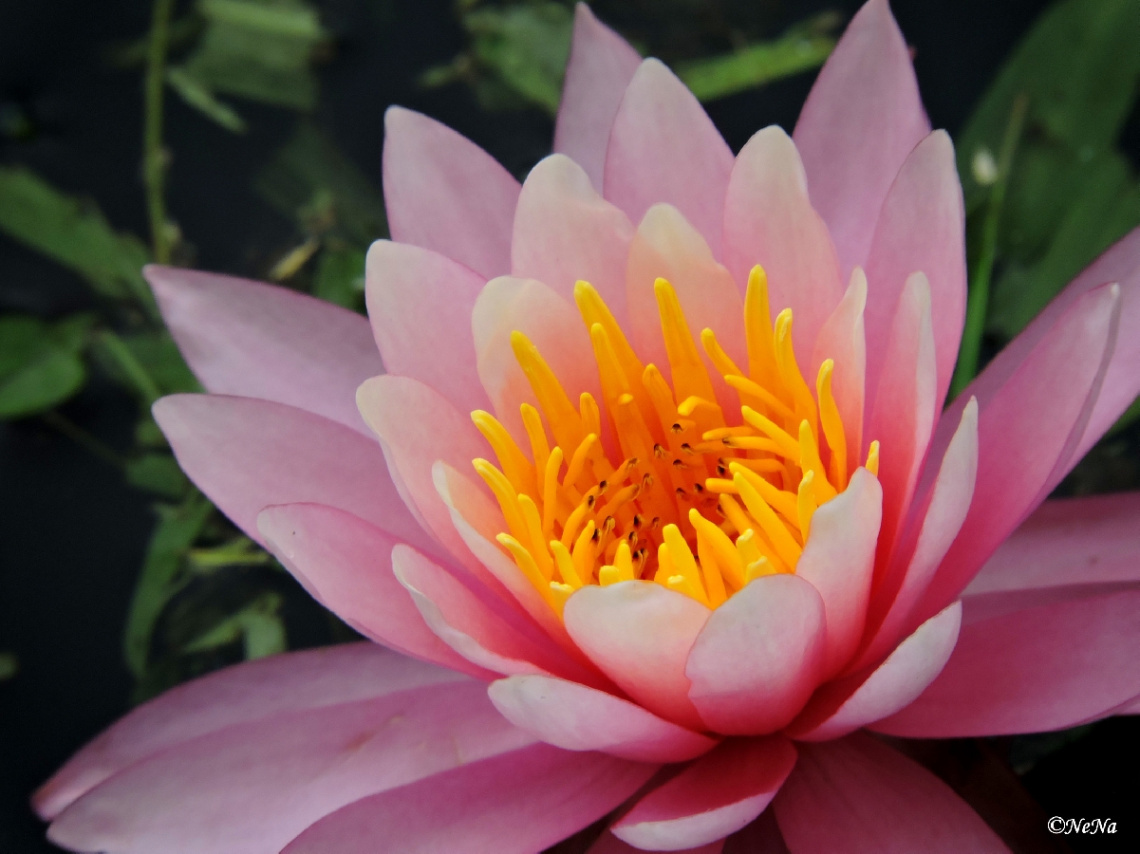 Nymphaea 