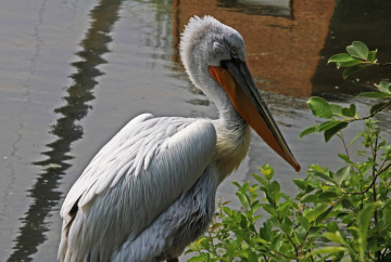 Dalmatian Pelican