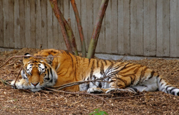 Amur Tiger 
