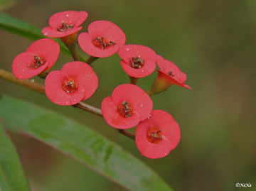 Thorn flower