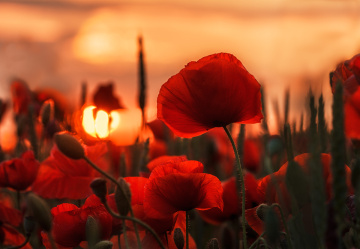Summer Evening in a Poppy Field