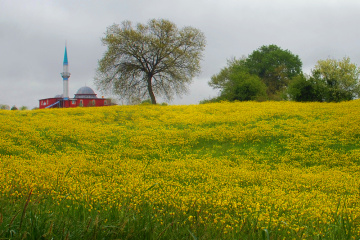 Sarımeşe'de Bahar...
