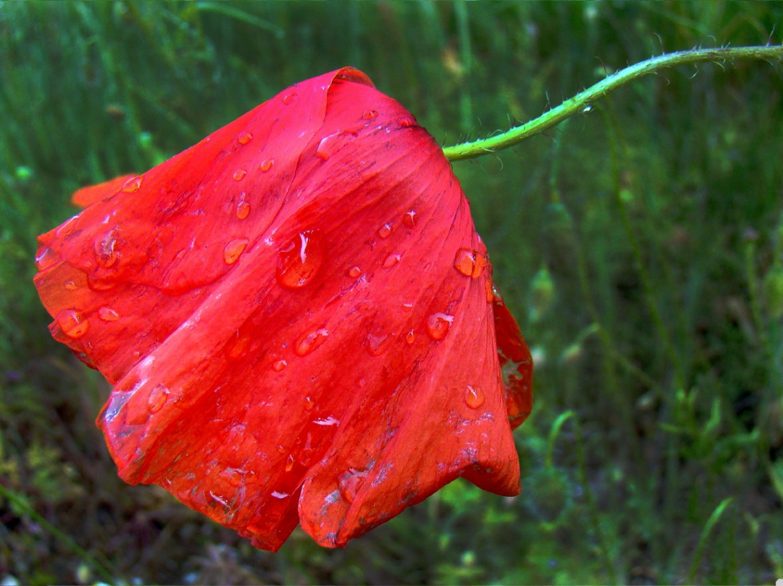 nach dem regen ..