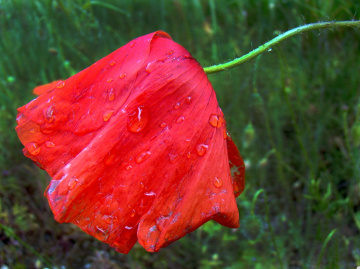 nach dem regen ..