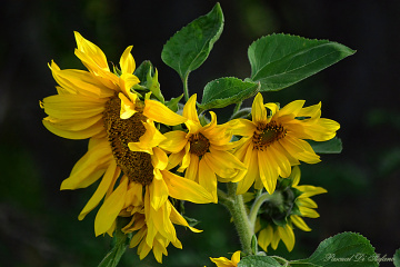 Yellow beauty