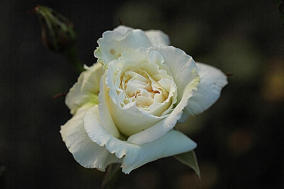  Gül