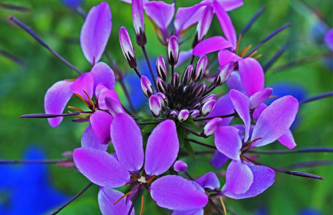 Happy Image II