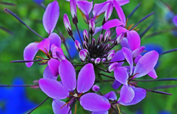 Happy Image II