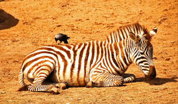 Two Friends