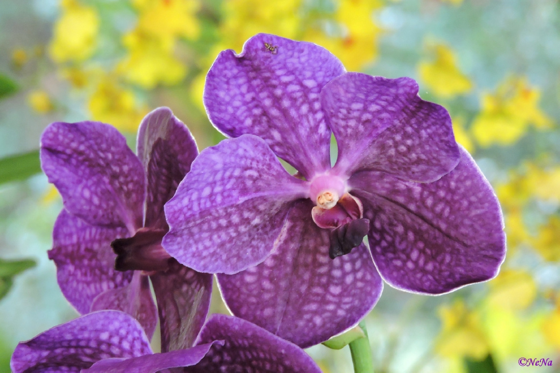 Vanda Orchid