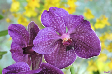 Vanda Orchid