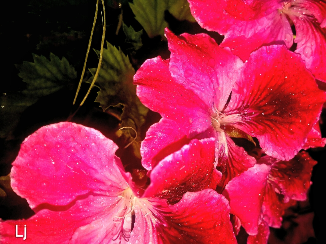 Beauty of Geranium