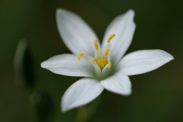 white love…