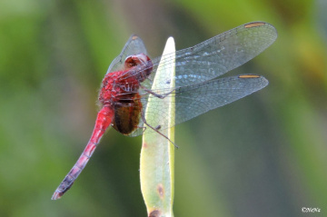Red Dragonfly 
