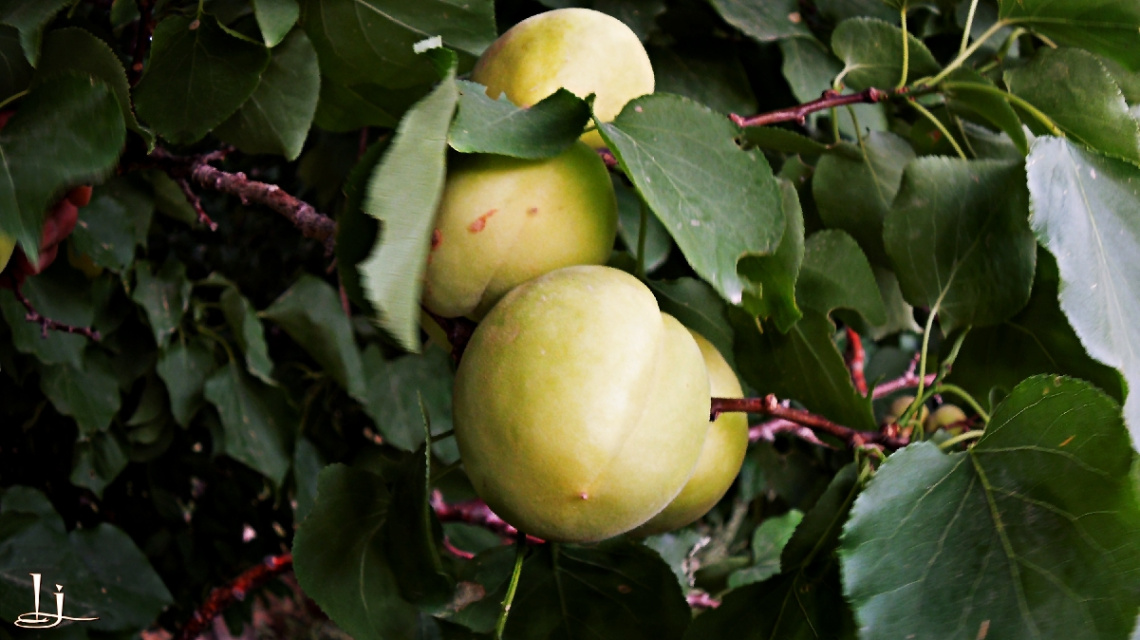 Ripening Apricots