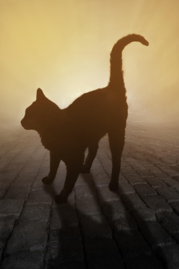 Silhouette