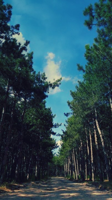 wood