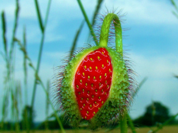 erdbeermohnblume  ;-)