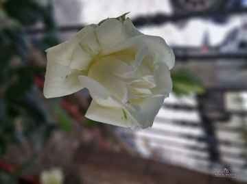 Gül