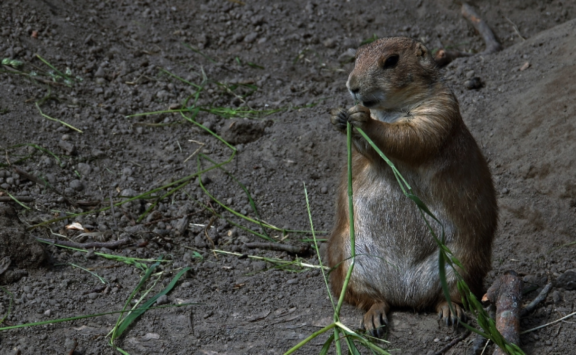Little cute chap