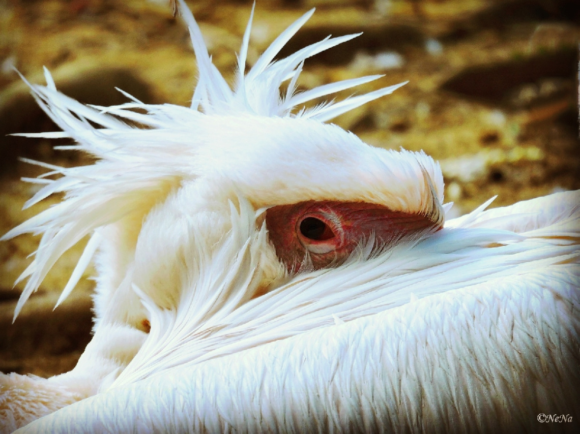 Pelican
