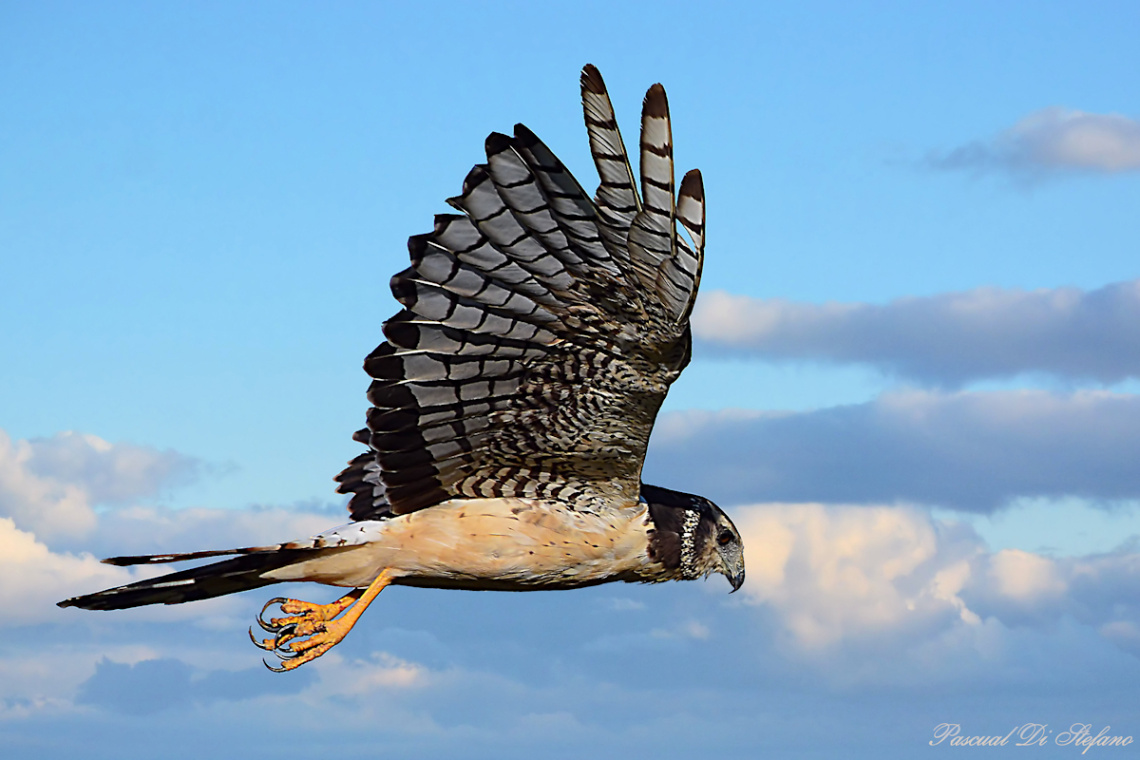 Long-winged Harrie
