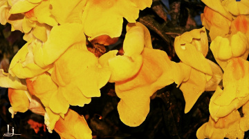 Snapdragons