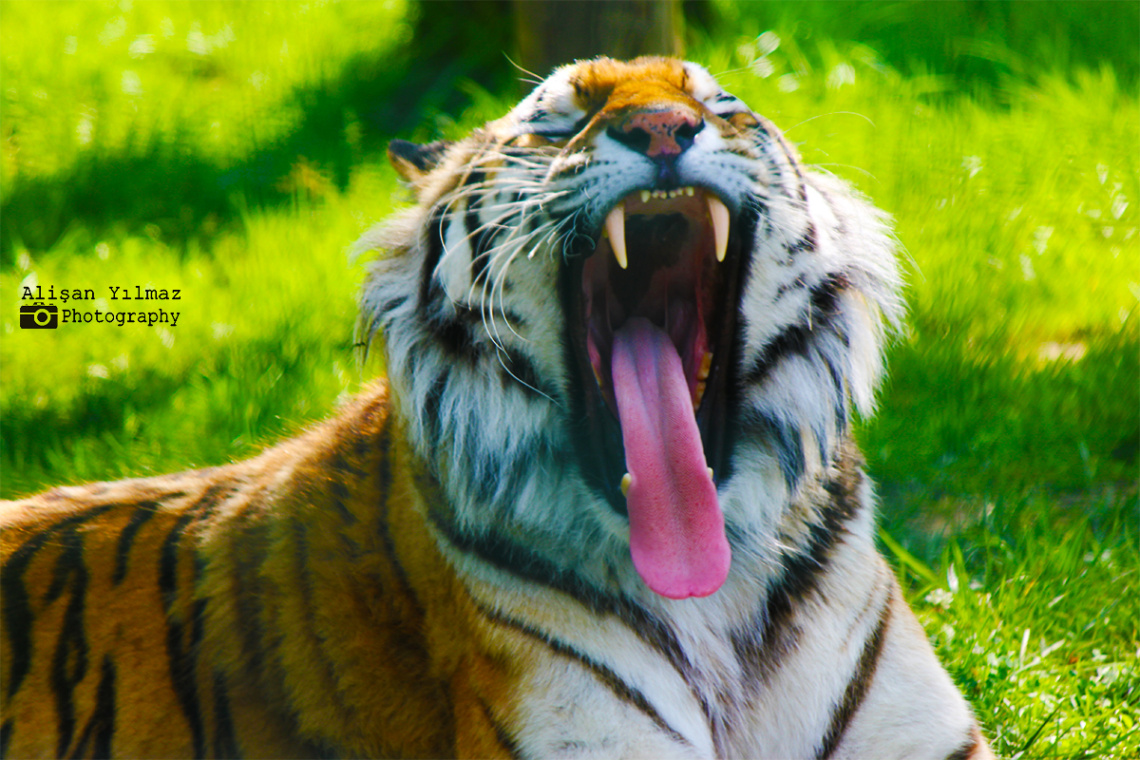Kaplan - Tiger