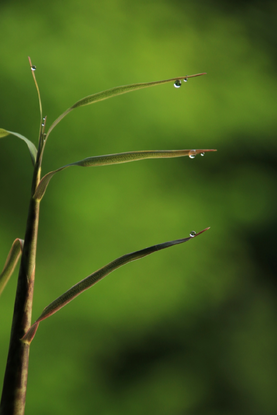 drops…