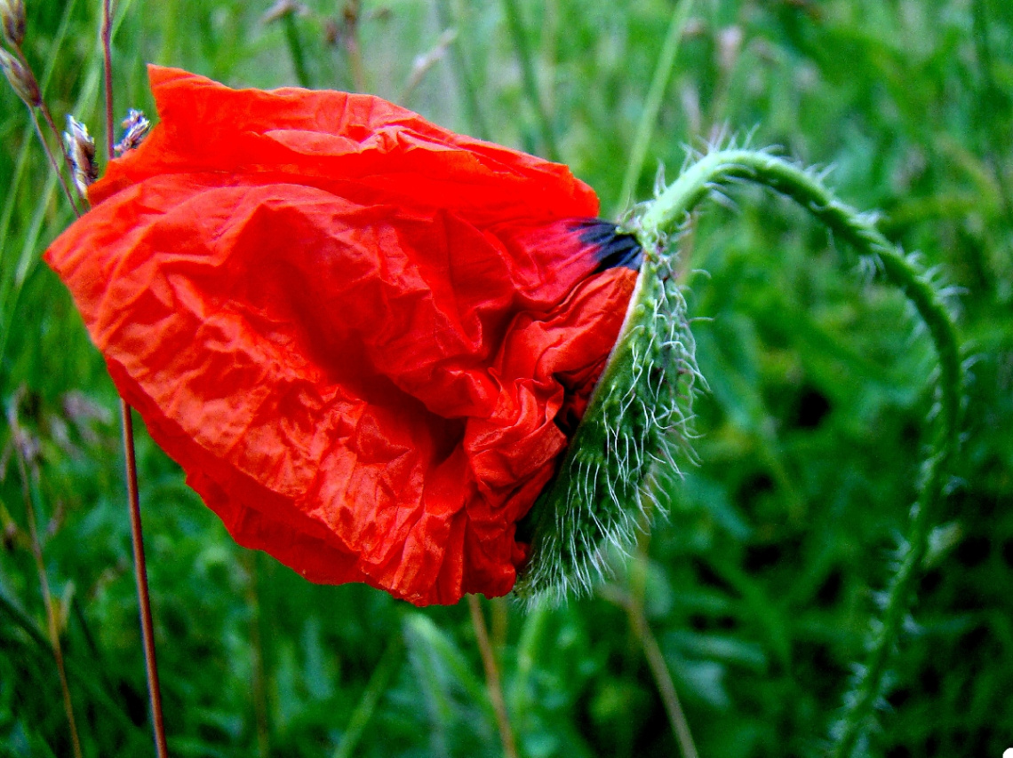 mohnblume ..