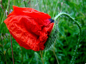 mohnblume ..