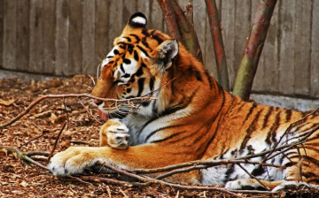 Amur Tiger