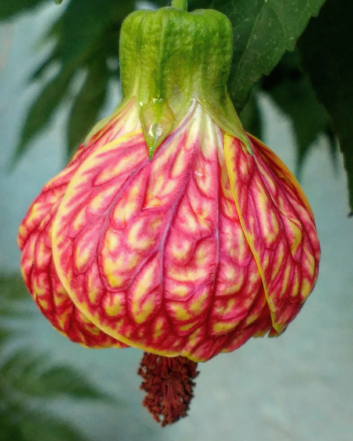 Abutilon striatum