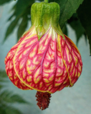 Abutilon striatum