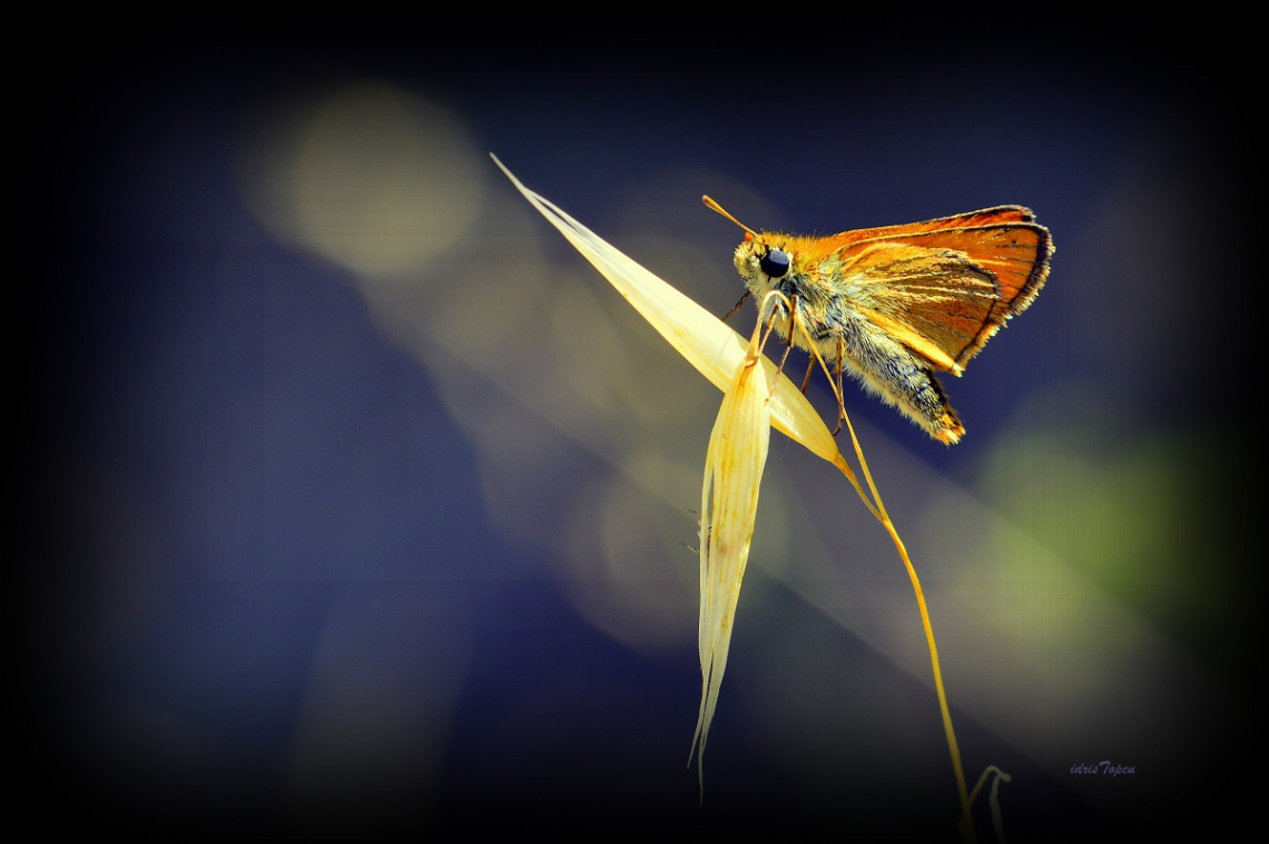 MİNİ MİNİ MİNİKLER 039