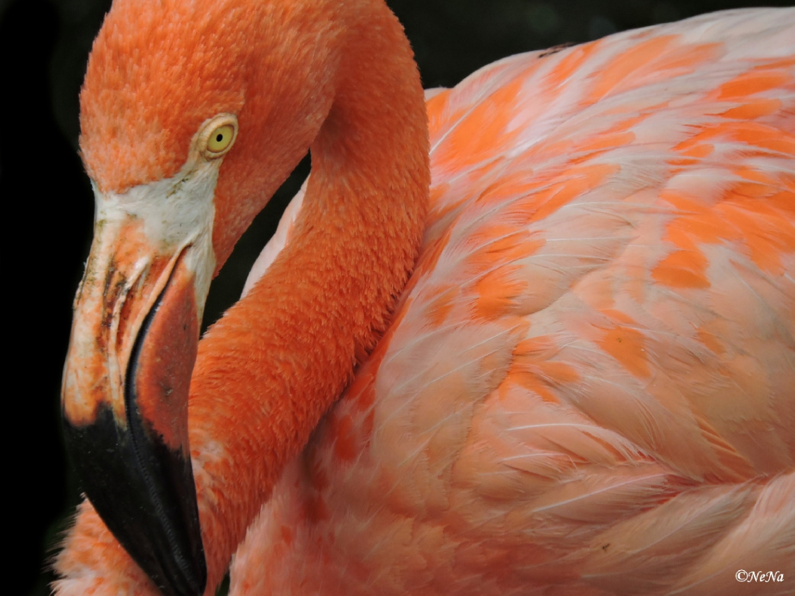 Flamingo