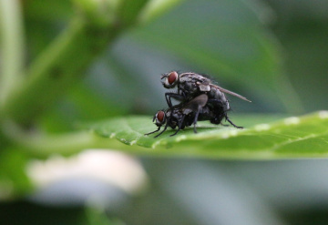 fly