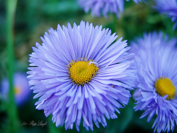 blue flowers.